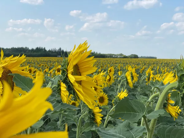 Champ de tournesols en fleurs sous un ciel bleu estival