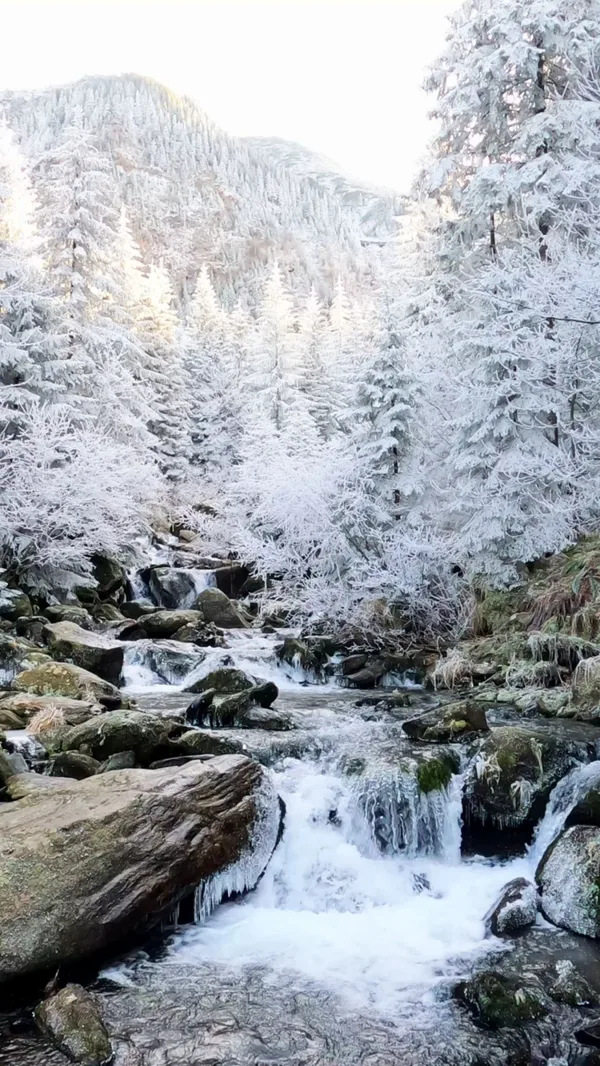 Ruisseau glacé au cœur d’une forêt enneigée de montagne