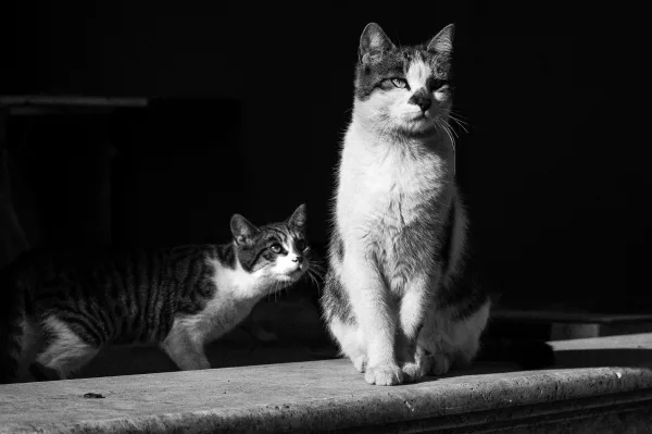 Deux chats en noir et blanc dans une scène pleine de mystère