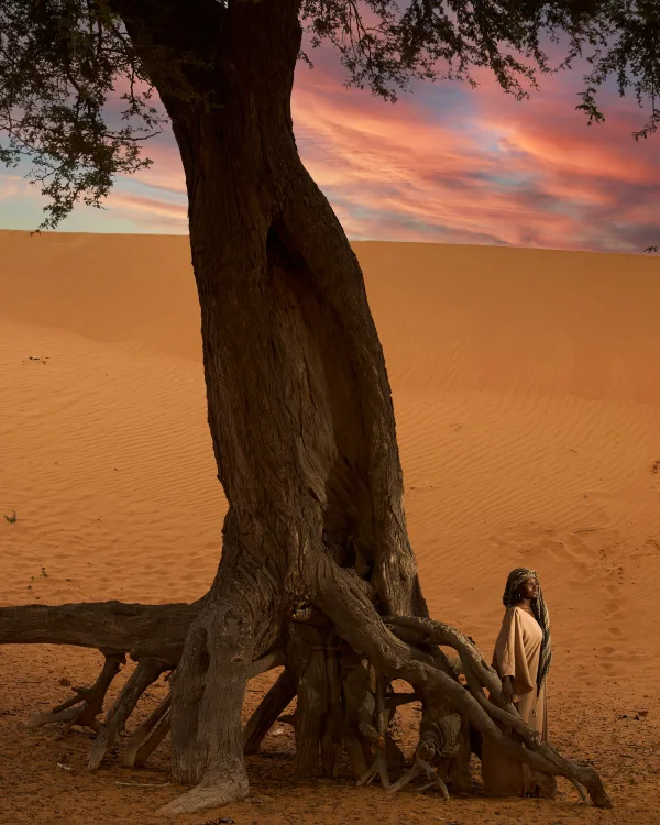 Arbre majestueux dans le désert au coucher du soleil