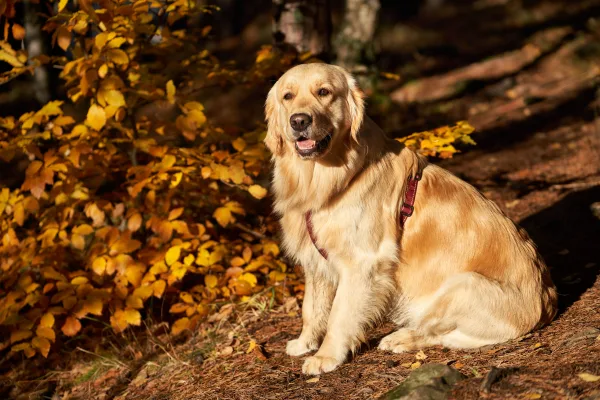 Golden Retriever assis en forêt aux couleurs de l’automne