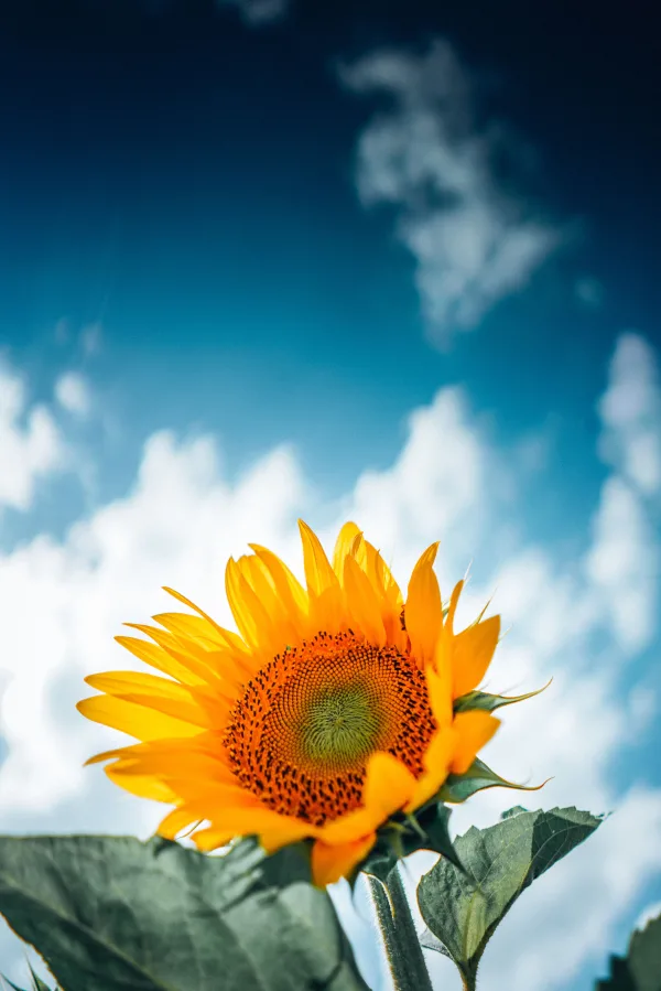 Tournesol éclatant sous un ciel bleu aux nuages blancs