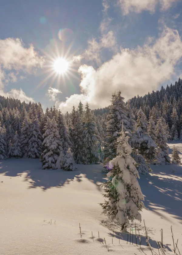Forêt enneigée sous un soleil d’hiver éclatant