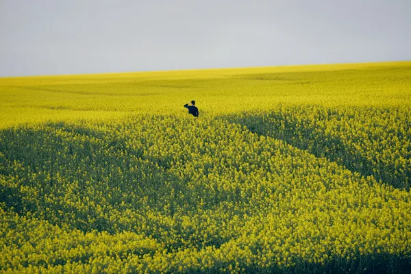 Personne marchant au cœur d’un champ de fleurs jaunes à perte de vue