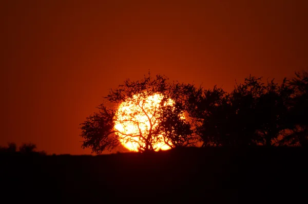 Silhouette d’arbres devant un coucher de soleil flamboyant