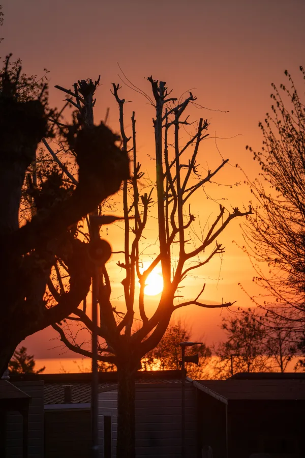 Coucher de soleil entre les arbres avec vue sur la mer