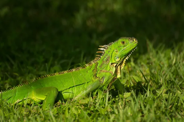 Iguane vert sur l’herbe – Photo de reptile tropical en haute résolution