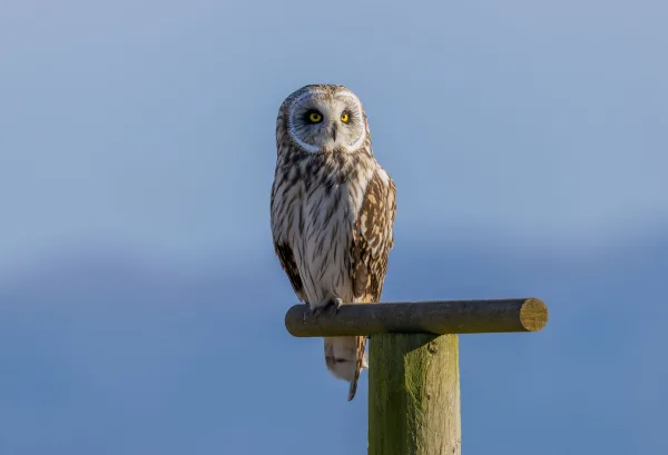 Hibou des marais perché – Photo d’oiseau nocturne aux yeux jaunes