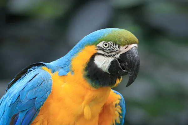 Ara bleu et jaune en gros plan – Photo de perroquet exotique coloré