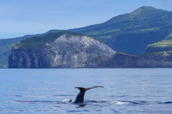 Queue de baleine dans l’océan – Paysage marin avec falaises volcaniques