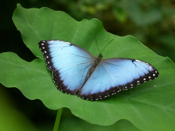 Papillon bleu sur une feuille verte – Macro photo de la nature