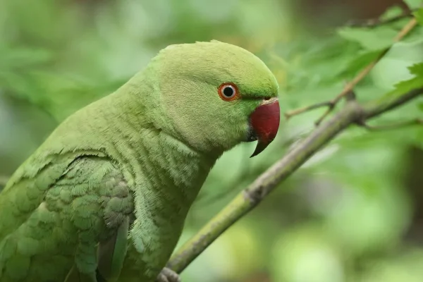 Perroquet vert sur une branche – Gros plan d’un perroquet tropical