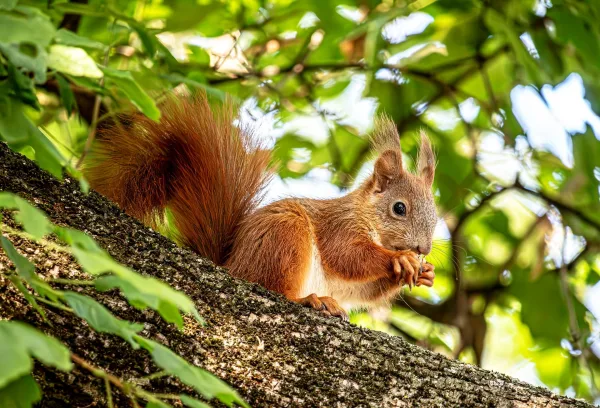 Écureuil roux sur une branche d’arbre – Photo animalière en forêt