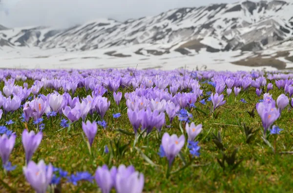 Champ de crocus violets au pied de montagnes enneigées