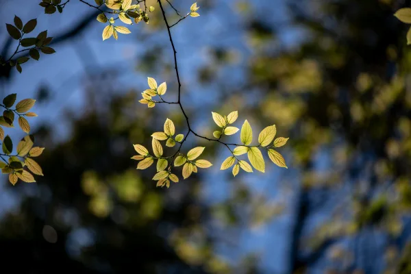 Branches d’arbre aux jeunes feuilles illuminées par la lumière du soleil