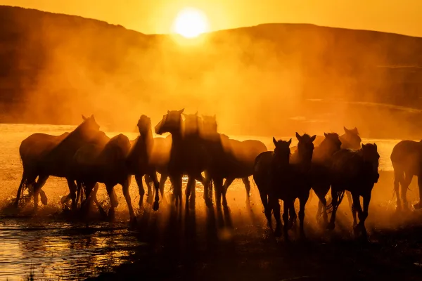 Troupeau de chevaux traversant l’eau au coucher du soleil