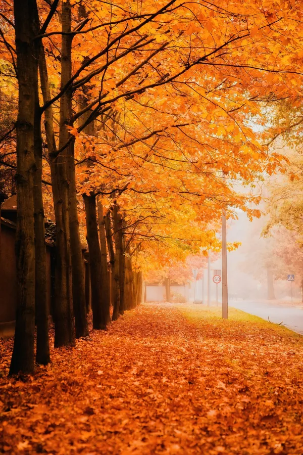 Allée bordée d’arbres aux couleurs d’automne – paysage automnal brumeux