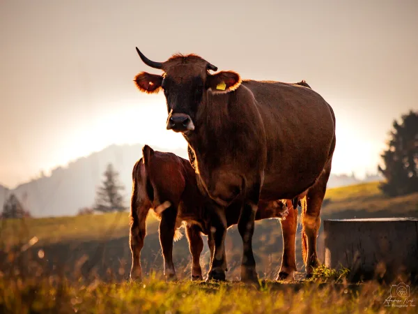 Vache et veau dans un pâturage au coucher du soleil