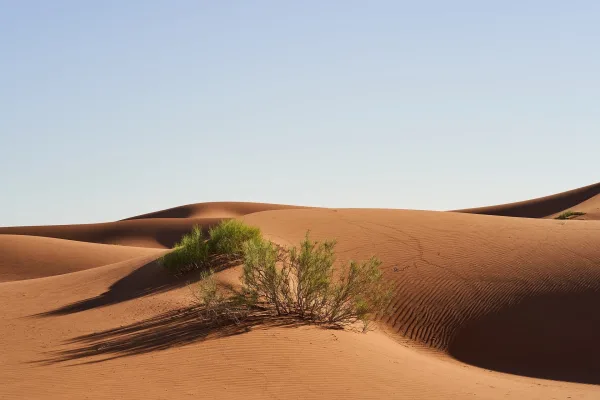 Dunes de sable et végétation dans le désert sous un ciel dégagé