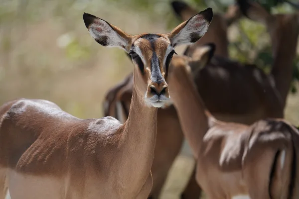 Portrait d’un impala dans la savane africaine