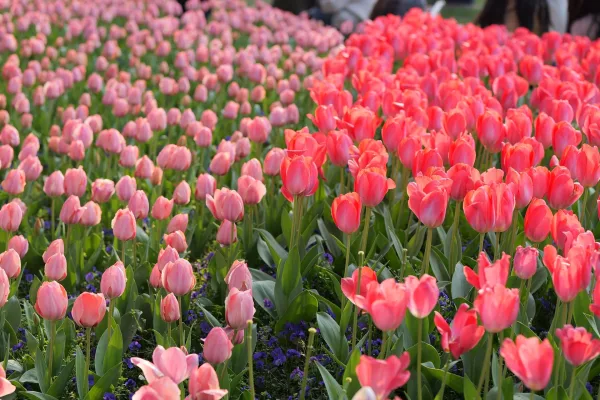 Champ de tulipes roses en pleine floraison au printemps