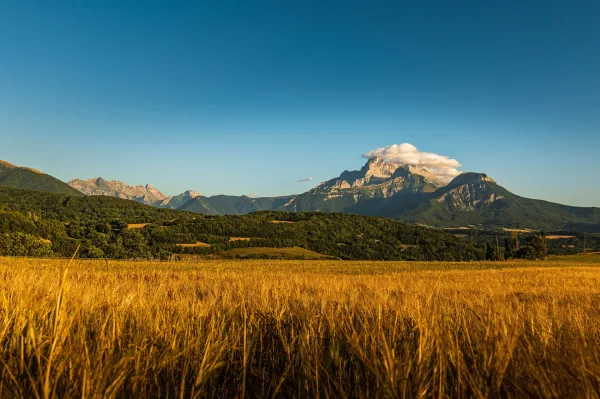 Champ de blé doré avec panorama montagneux au coucher du soleil