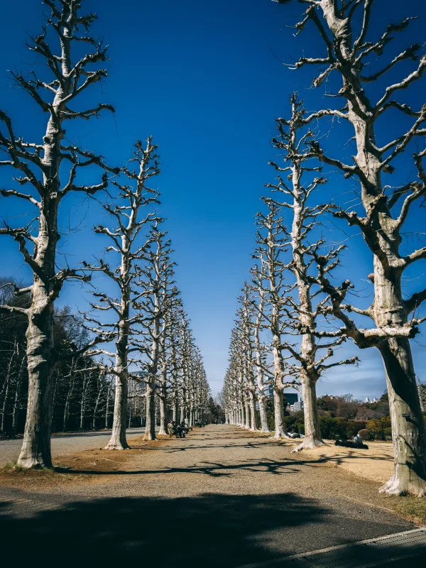 Allée majestueuse d’arbres sans feuilles sous un ciel bleu éclatant