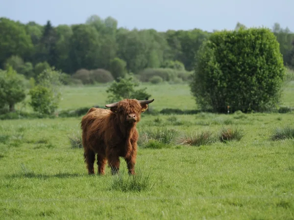 Vache Highland écossaise dans un pâturage verdoyant