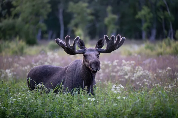 Orignal mâle dans une prairie sauvage – Portrait d'un géant de la forêt