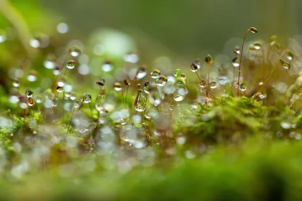 Mousse couverte de gouttes de rosée – Photographie macro de la nature