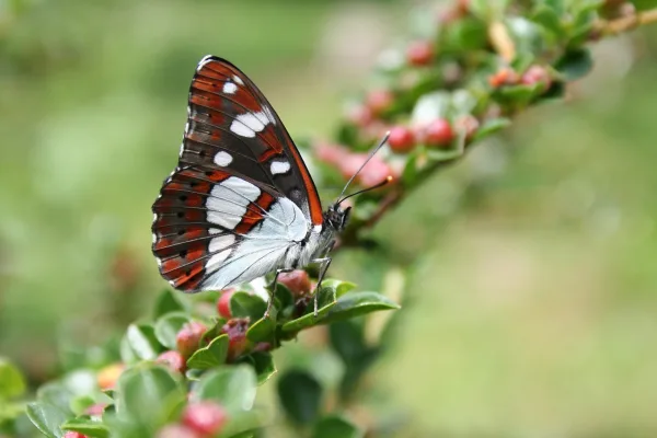 Papillon rouge, noir et blanc posé sur une branche en fleur