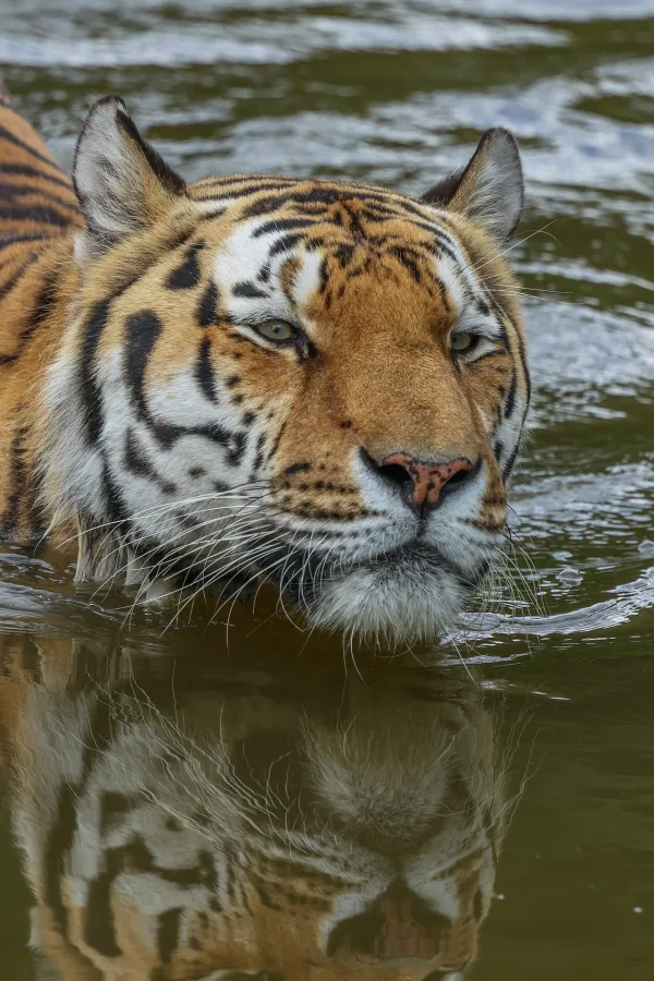 Tigre majestueux se baignant dans une rivière