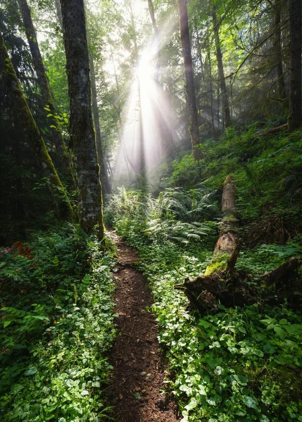 Rayons de soleil traversant une forêt luxuriante au petit matin