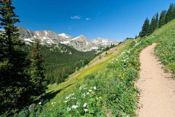 Sentier de randonnée en montagne avec panorama alpin et fleurs sauvages