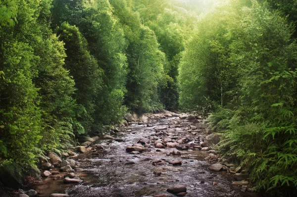 Rivière en forêt tropicale avec rochers et végétation luxuriante