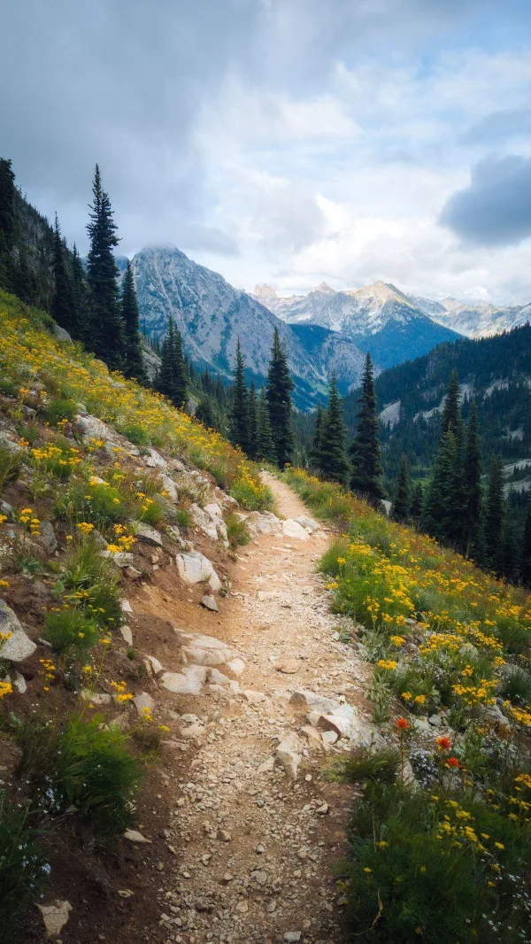 Sentier de randonnée en montagne avec fleurs sauvages et sommets