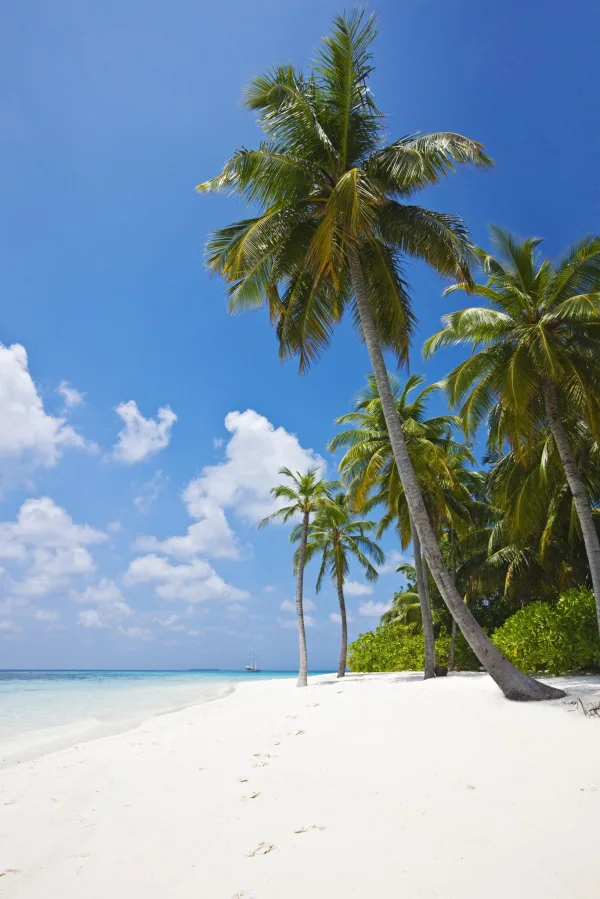 Plage tropicale paradisiaque avec palmiers, sable blanc et mer turquoise