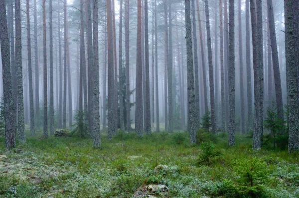Forêt de pins dans la brume matinale avec ambiance mystérieuse