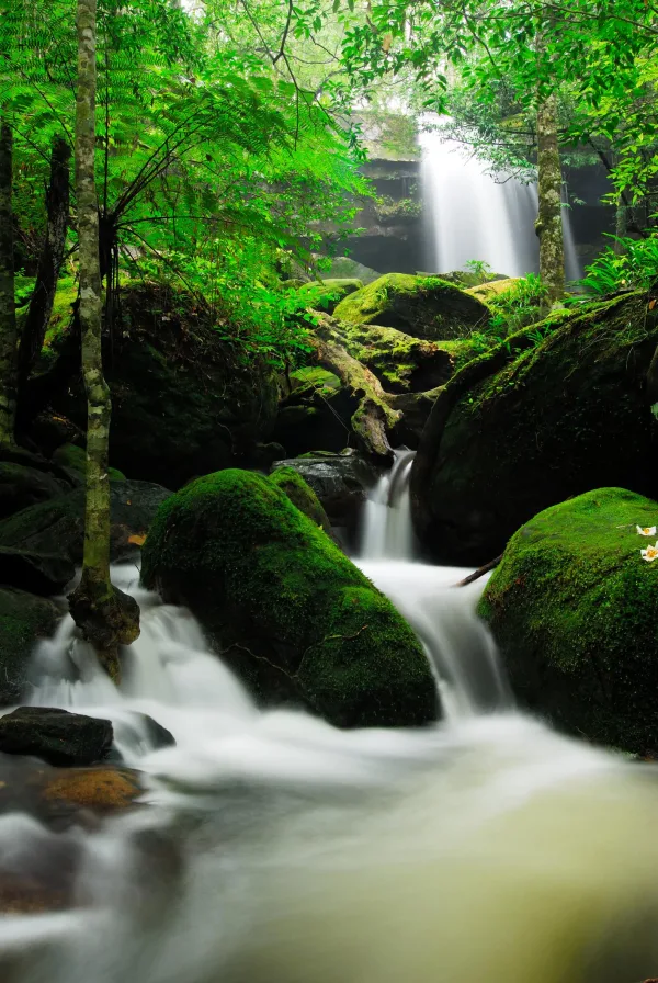 Cascade en forêt tropicale avec rochers recouverts de mousse et eau cristalline