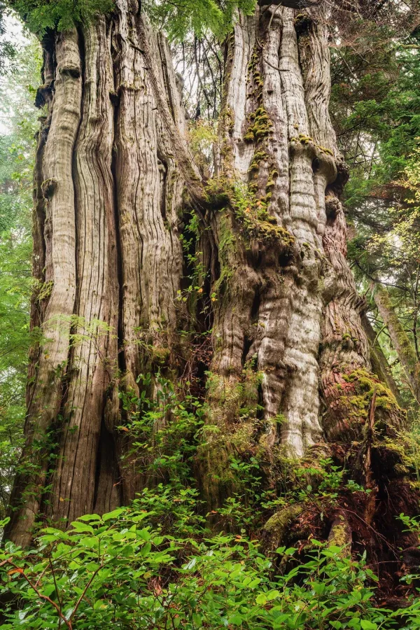 Arbre géant millénaire dans une forêt ancienne