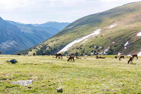 Troupeau de cerfs dans une prairie alpine au cœur des montagnes