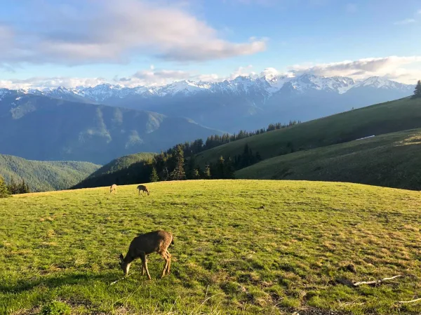 Cerfs broutant dans une prairie alpine face à une chaîne de montagnes enneigées