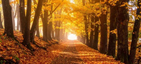 Allée forestière en automne bordée d'arbres aux couleurs dorées