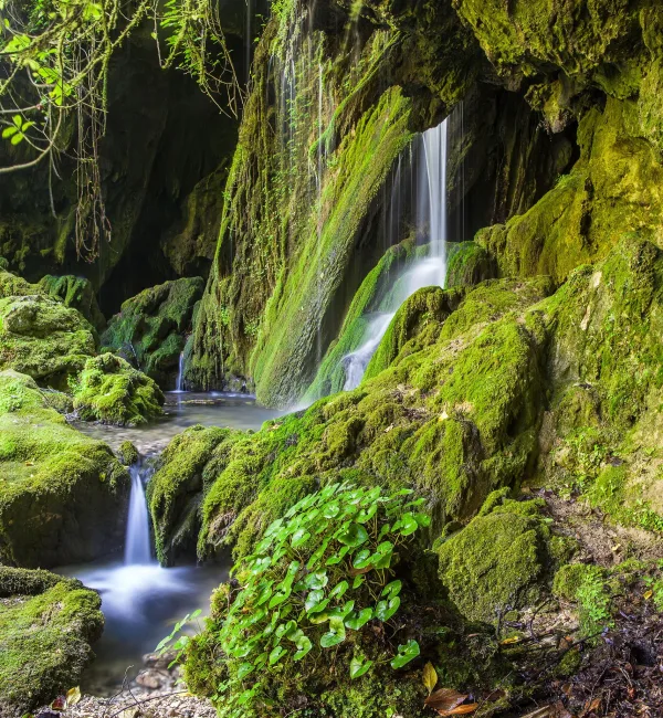 Cascade secrète dans une grotte recouverte de mousse au cœur d'une forêt luxuriante