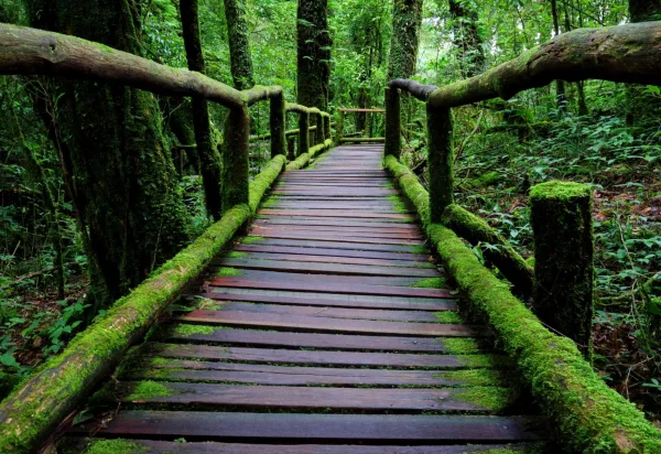 Passerelle en bois recouverte de mousse au cœur d'une forêt tropicale luxuriante