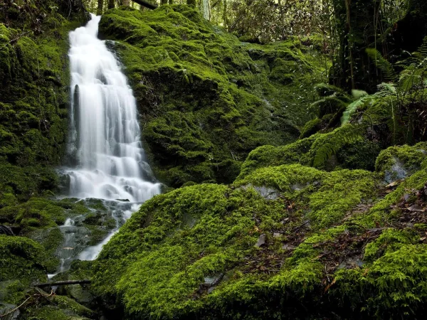 Cascade paisible sur des rochers recouverts de mousse au cœur d'une forêt verdoyante