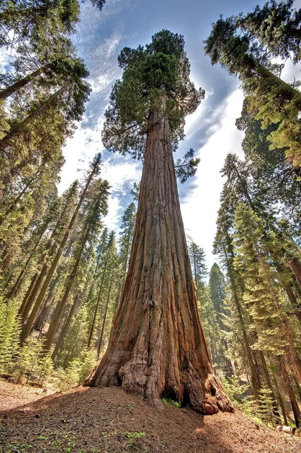 Séquoia géant majestueux dominant une forêt de conifères