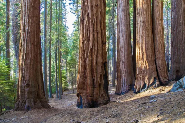 Forêt de séquoias géants aux troncs majestueux
