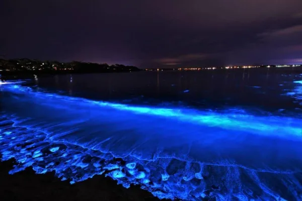 Plage bioluminescente illuminée par le plancton la nuit
