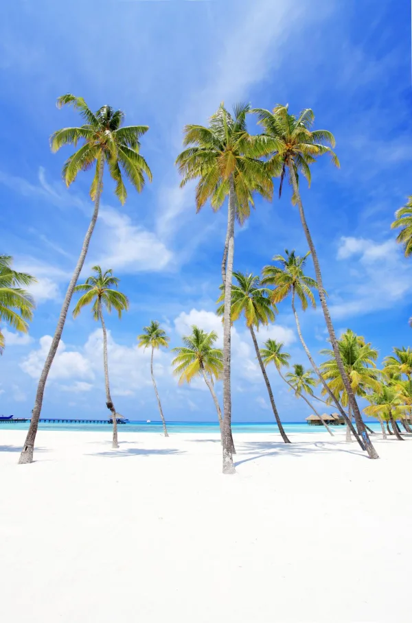 Plage tropicale de sable blanc avec palmiers sous un ciel bleu